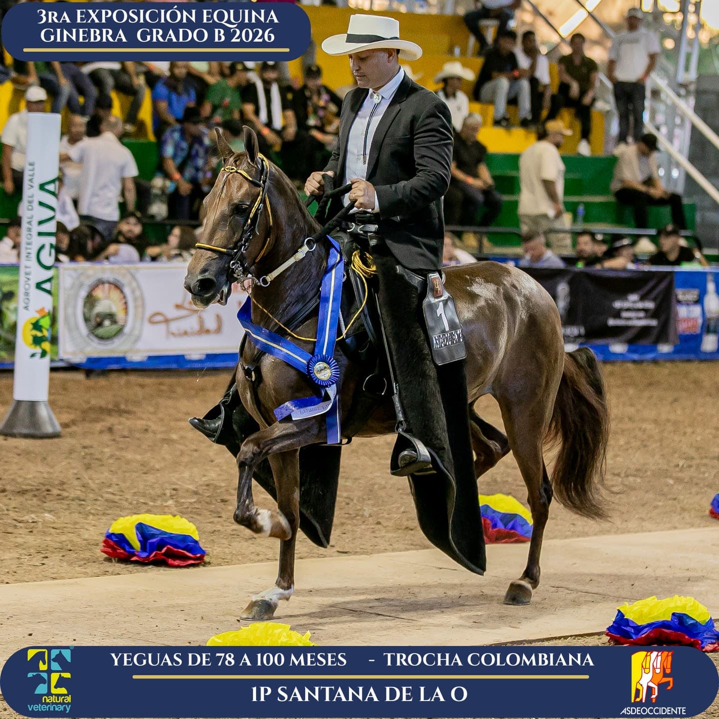 Foto de Santana de la O, Yegua, Criollo Colombiano, Trocha Pura Colombiana (P3)