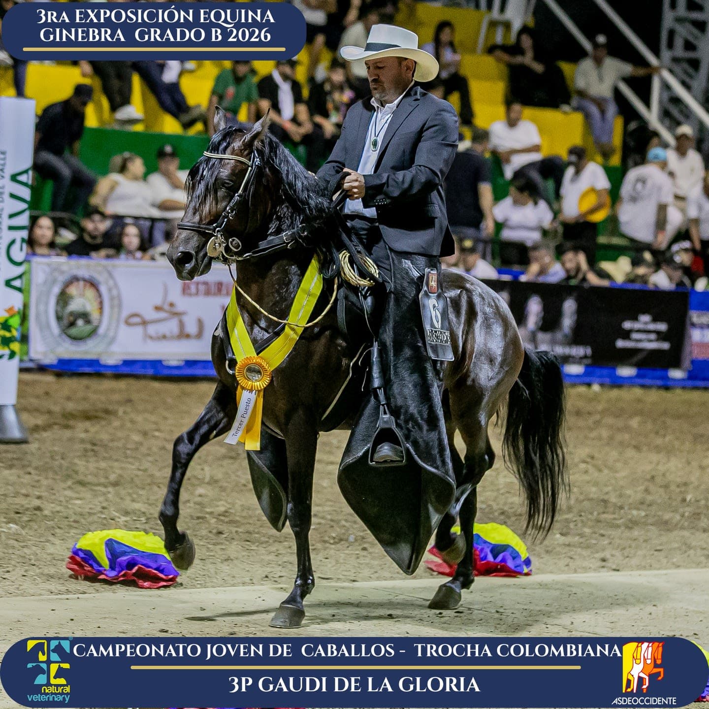 Foto de Gaudi de la Gloria, Semental, Criollo Colombiano, Trocha Pura Colombiana (P3)
