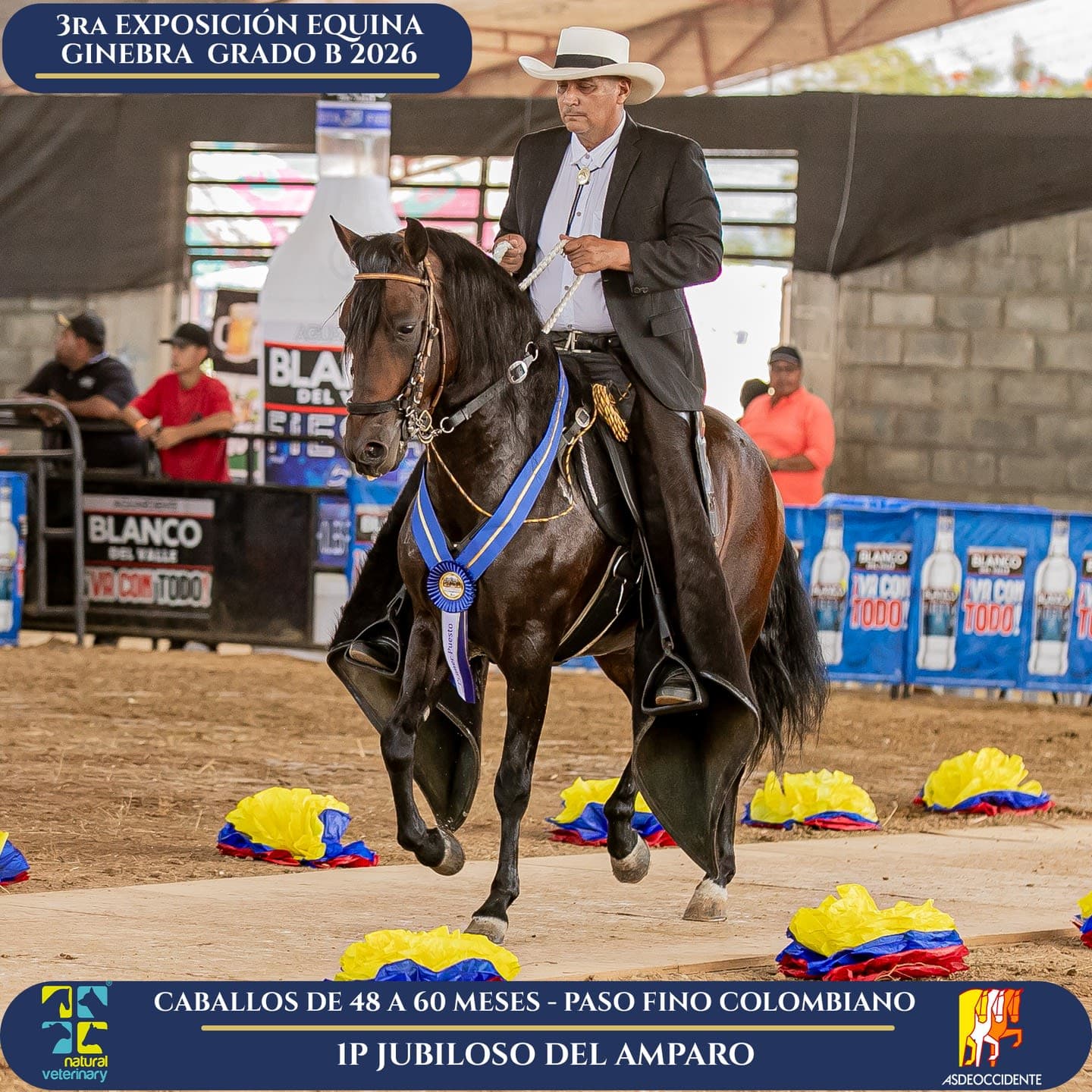 Foto de Jubiloso del Amparo, Semental, Criollo Colombiano, Paso Fino Colombiano (P4)