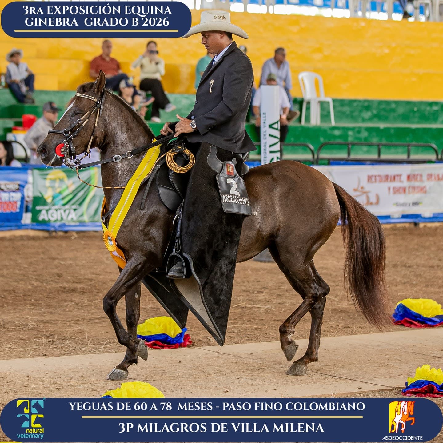 Foto de Milagros de Villa Milena, Yegua, Criollo Colombiano, Paso Fino Colombiano (P4)