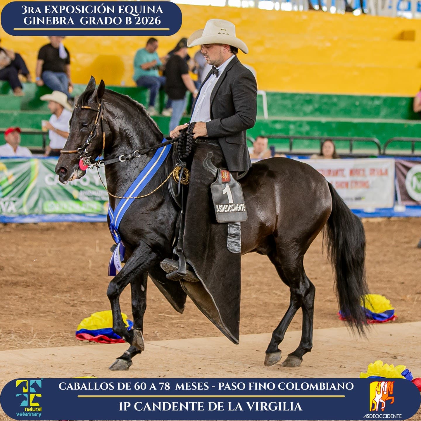 Foto de Candente de la Virgilia, Semental, Criollo Colombiano, Paso Fino Colombiano (P4)