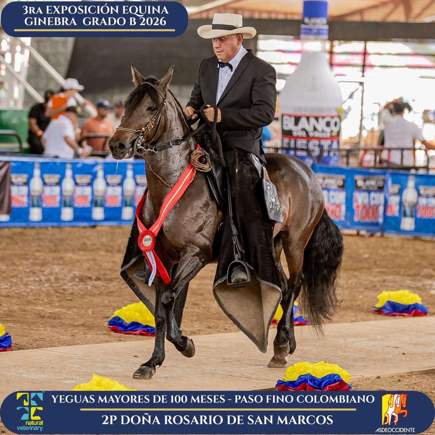 Foto de Doña Rosario de San Marcos, Yegua, Criollo Colombiano, Paso Fino Colombiano (P4)