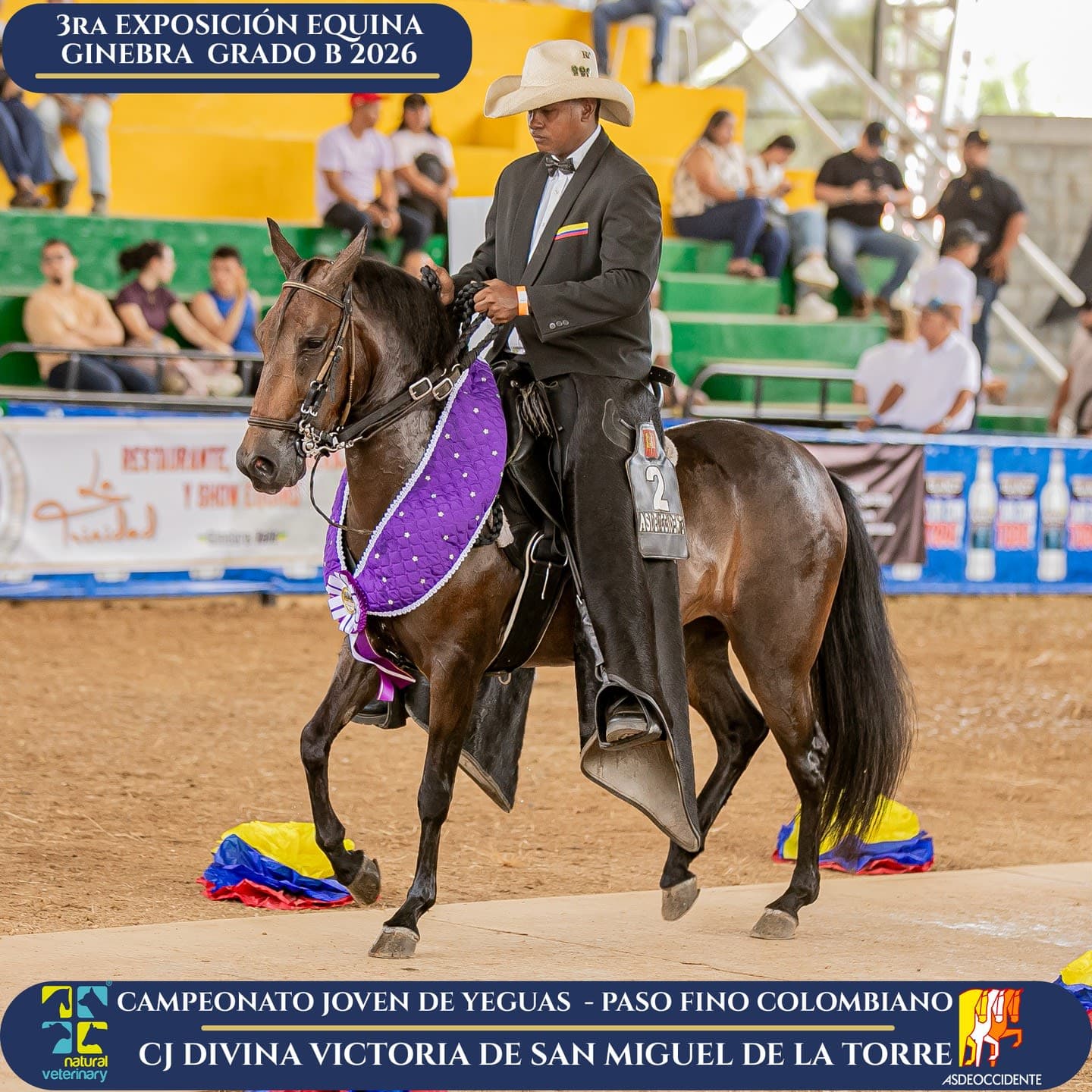 Foto de Divina Victoria de San Miguel de la Torre, Yegua, Criollo Colombiano, Paso Fino Colombiano (P4)
