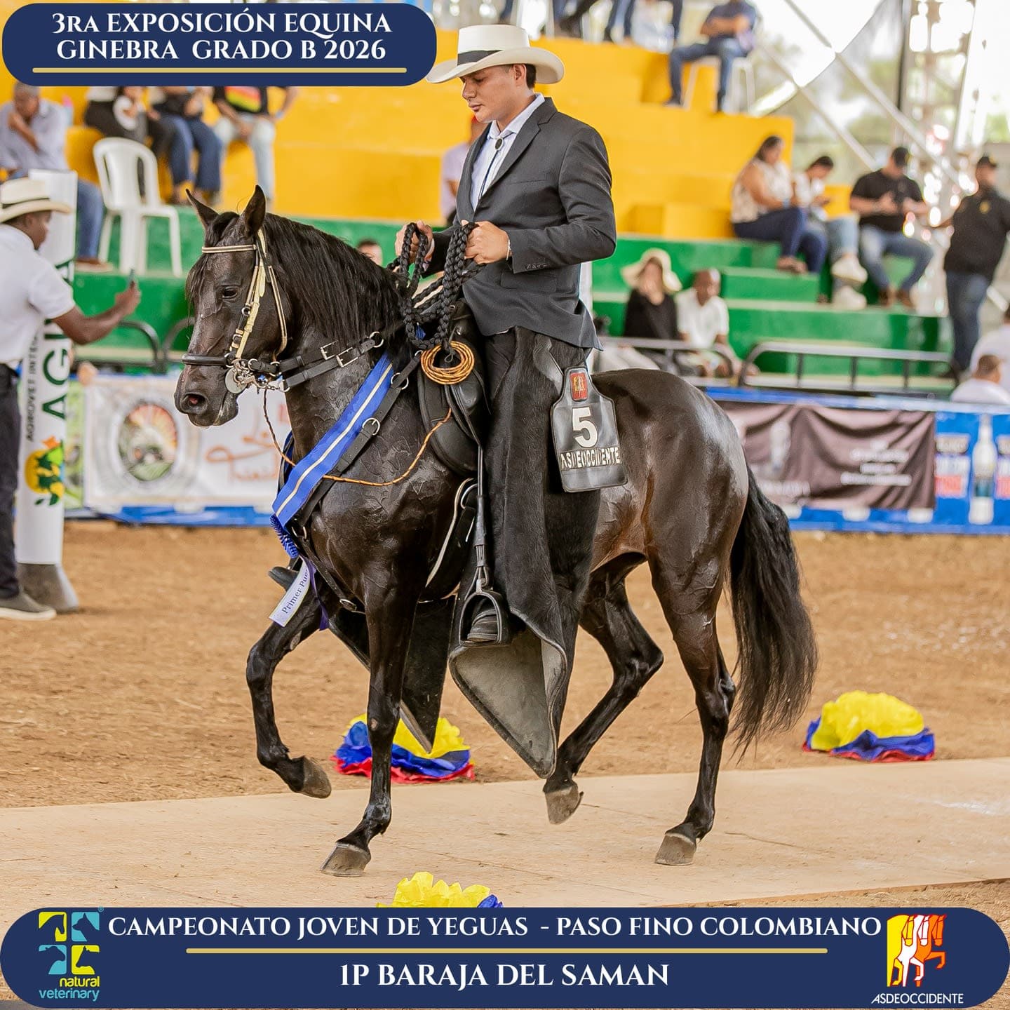 Foto de Baraja del Saman, Yegua, Criollo Colombiano, Paso Fino Colombiano (P4)