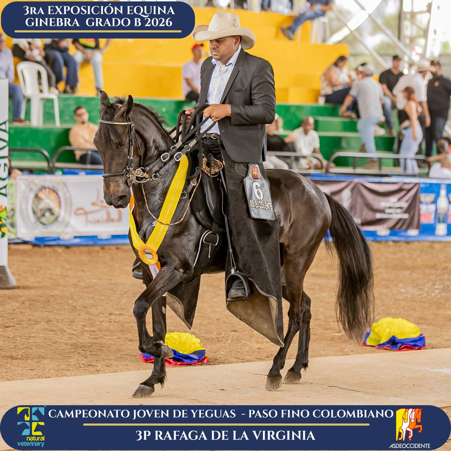 Foto de Rafaga de la Virginia, Yegua, Criollo Colombiano, Paso Fino Colombiano (P4)