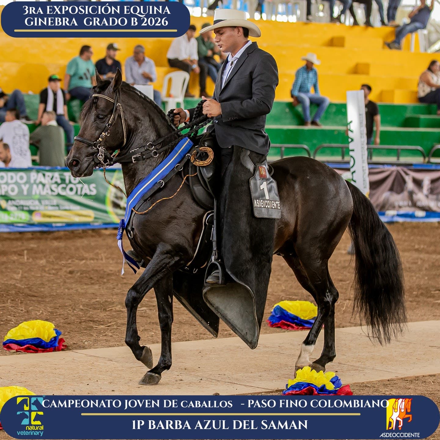 Foto de Barba Azul del Samán, Semental, Criollo Colombiano, Paso Fino Colombiano (P4)