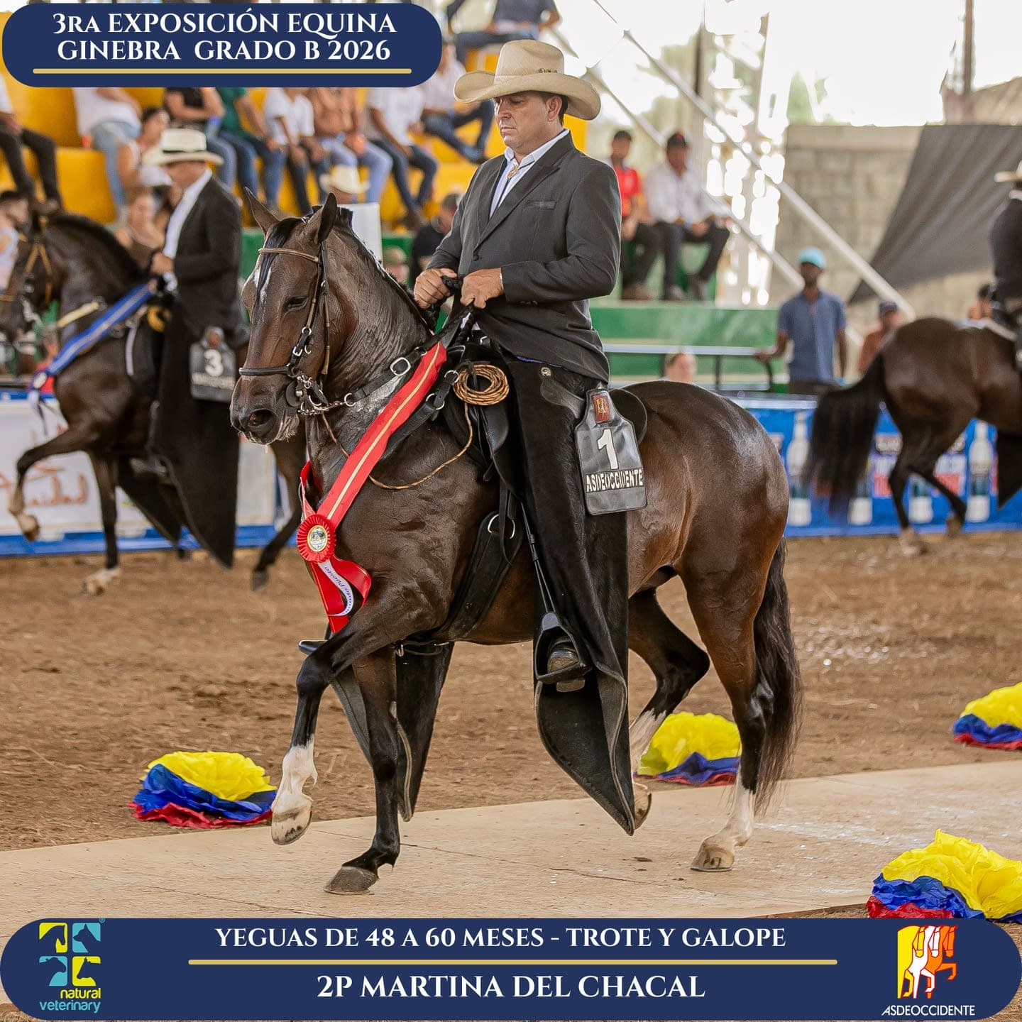 Foto de Martina del Chacal, Yegua, Criollo Colombiano, Trote y Galope (P1)