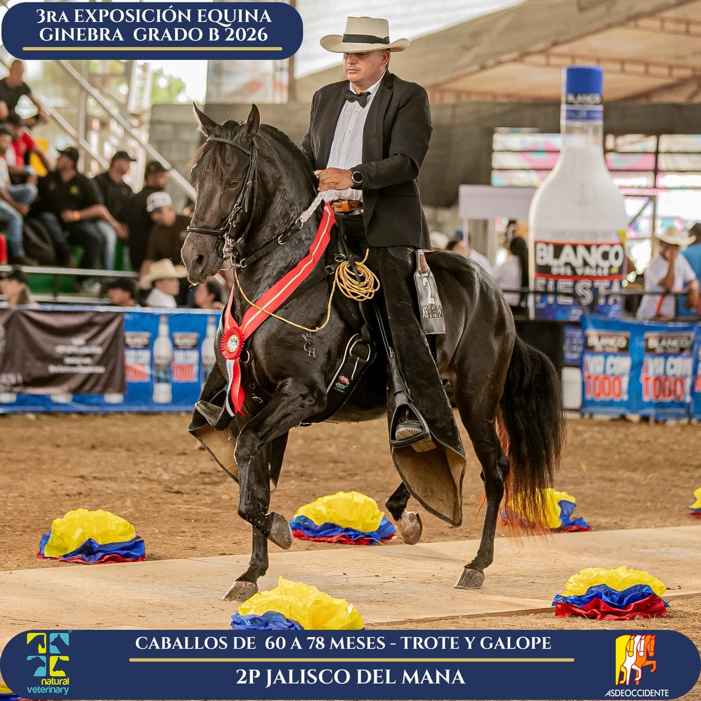 Foto de Jalisco del Mana, Semental, Criollo Colombiano, Trote y Galope (P1)