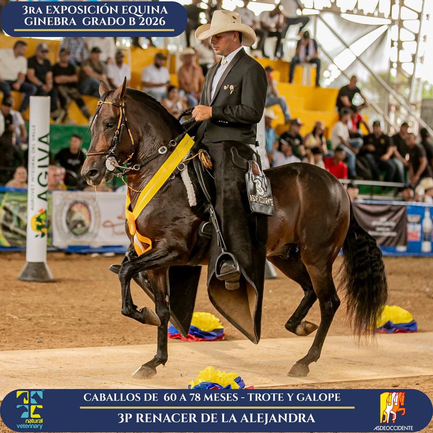 Foto de Renacer de la Alejandra, Semental, Criollo Colombiano, Trote y Galope (P1)