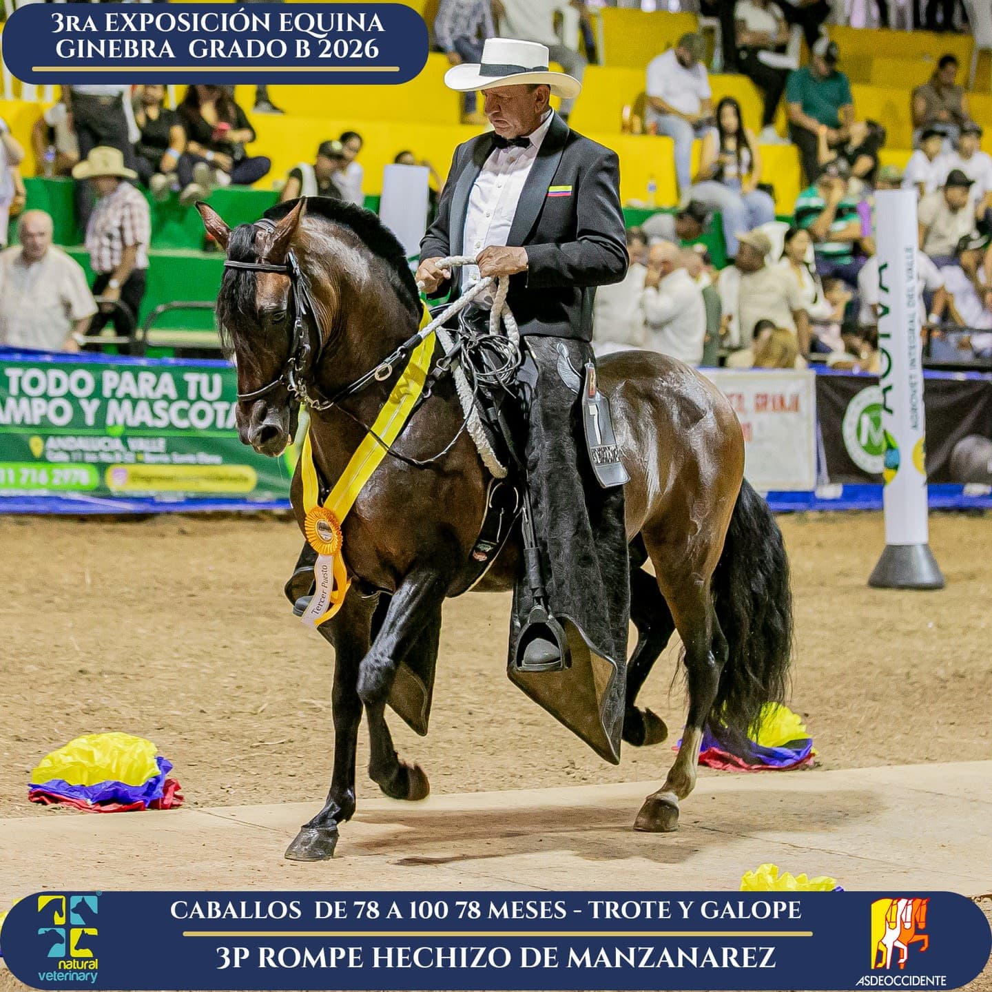 Foto de Rompe Hechizo de Manzanarez, Semental, Criollo Colombiano, Trote y Galope (P1)