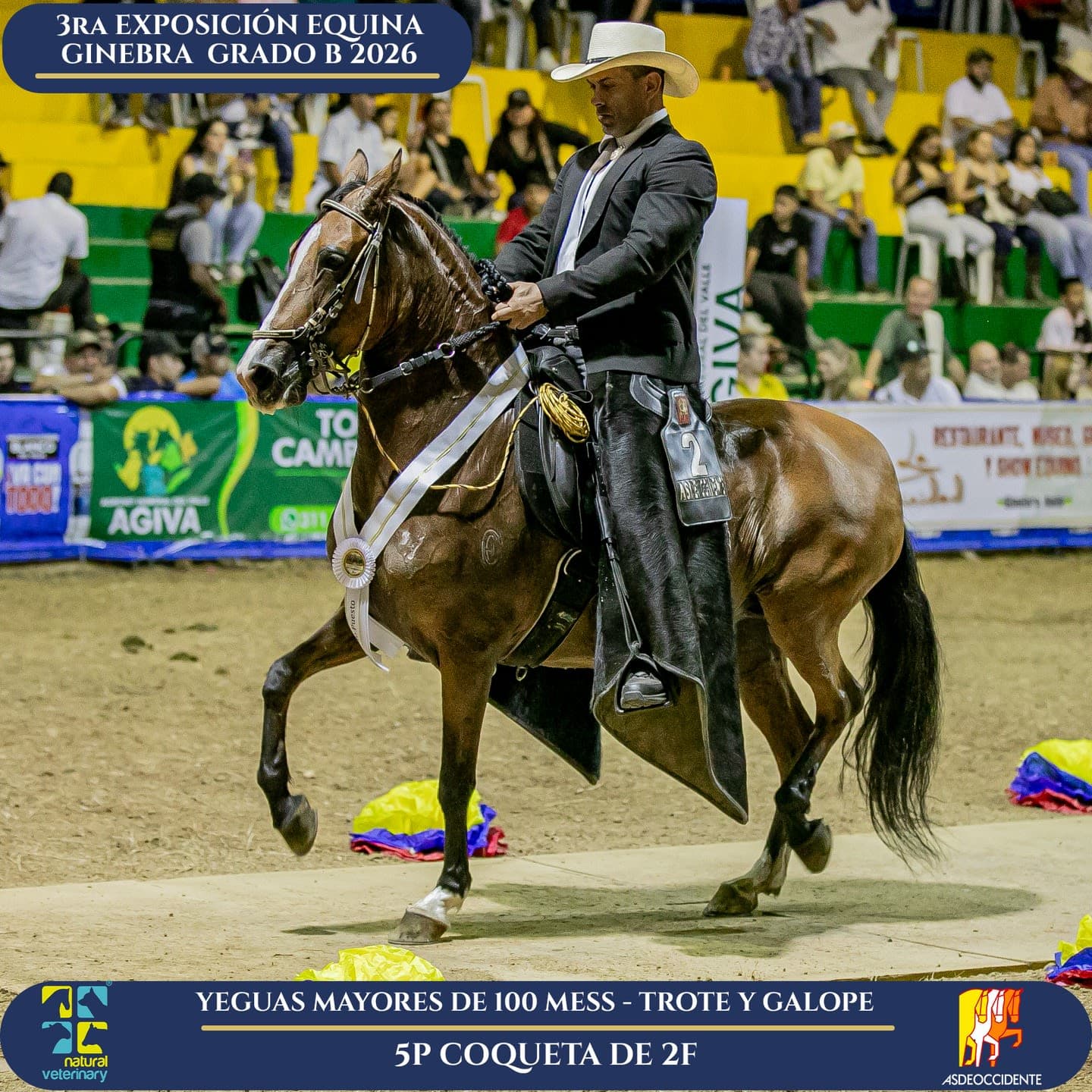 Foto de Coqueta de 2F, Yegua, Criollo Colombiano, Trote y Galope (P1)