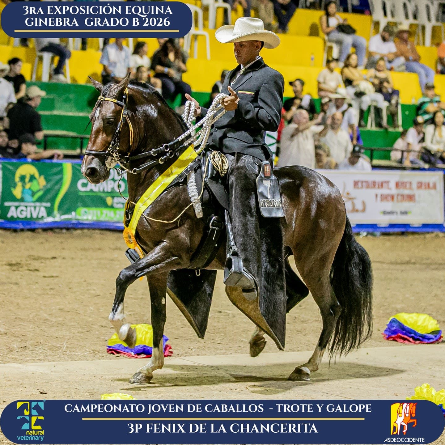 Foto de Fenix de la Chancerita, Semental, Criollo Colombiano, Trote y Galope (P1)