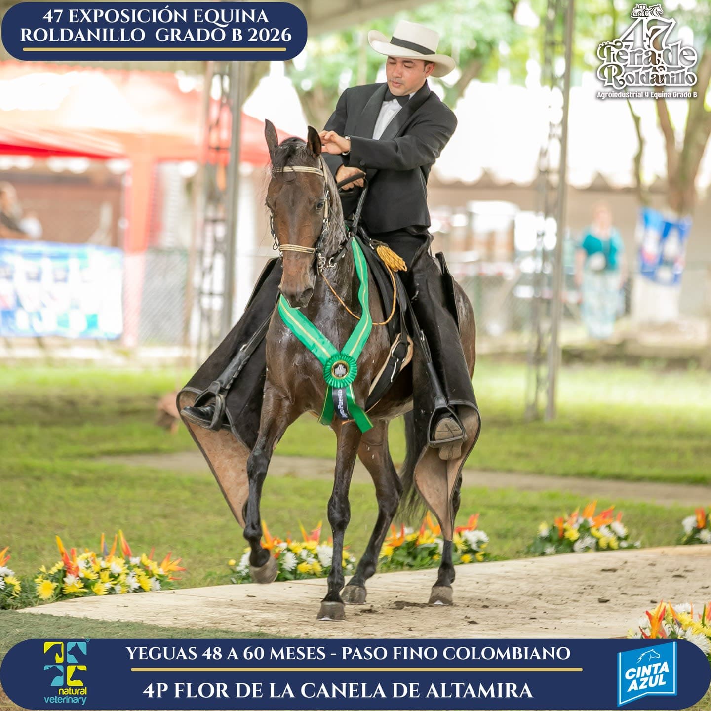 Foto de Flor de la Canela de Altamira, Yegua, Criollo Colombiano, Paso Fino Colombiano (P4)