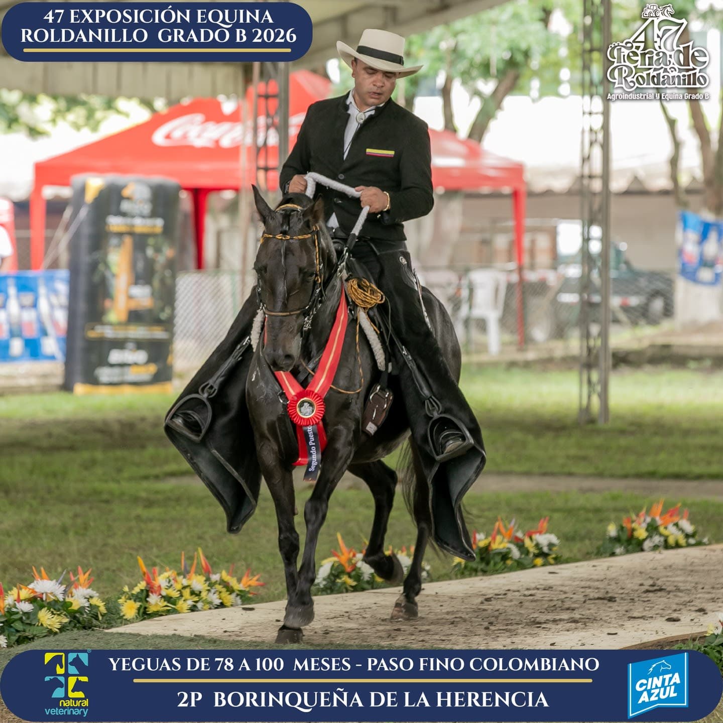Foto de Borinqueña de la Herencia, Yegua, Criollo Colombiano, Paso Fino Colombiano (P4)
