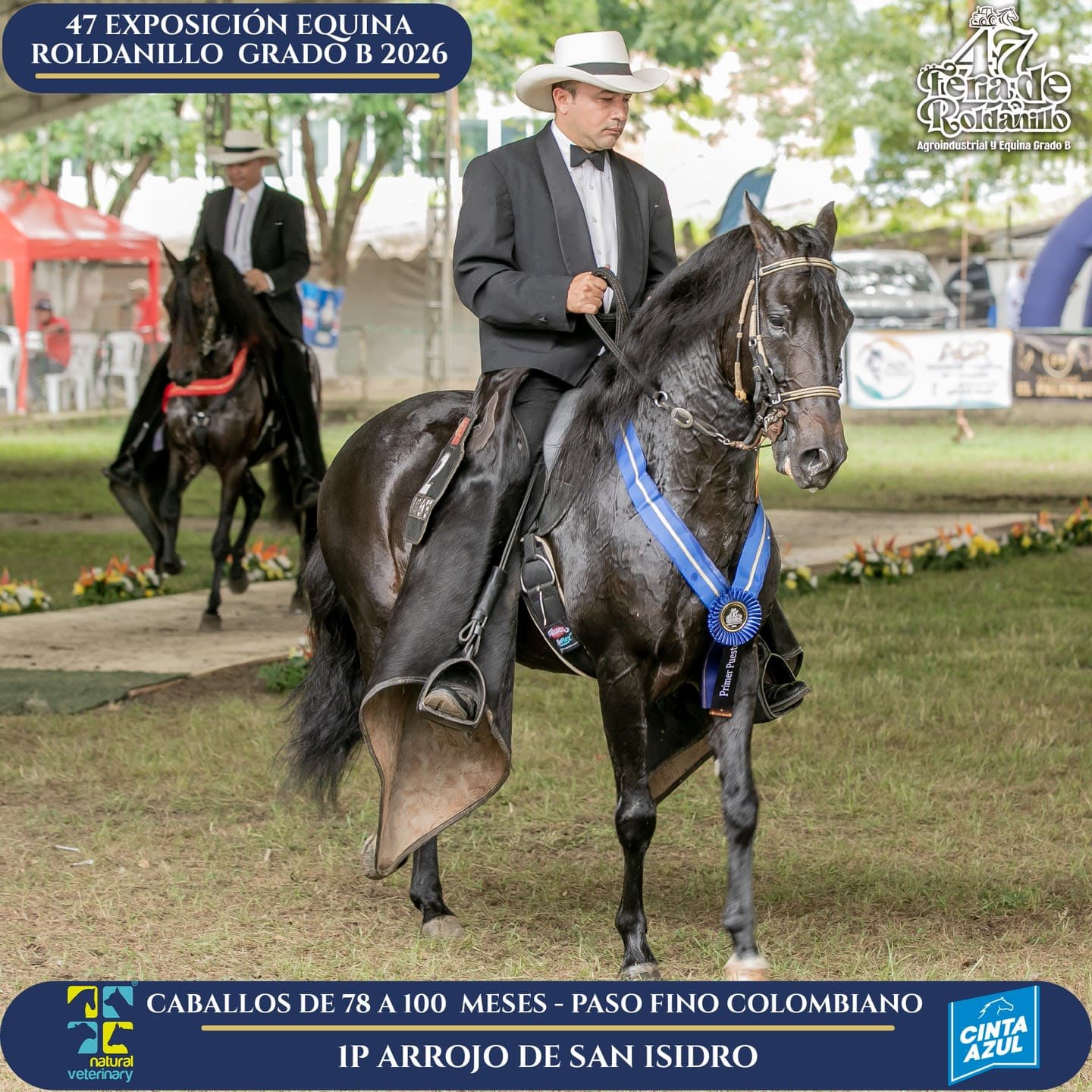 Foto de Arrojo de San Isidro, Semental, Criollo Colombiano, Paso Fino Colombiano (P4)