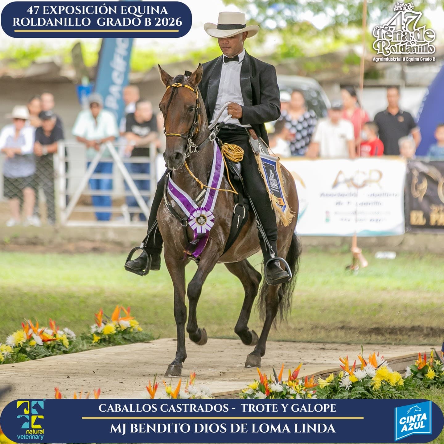 Foto de Bendito Dios de Loma Linda, Castrado, Criollo Colombiano, Trote y Galope (P1)