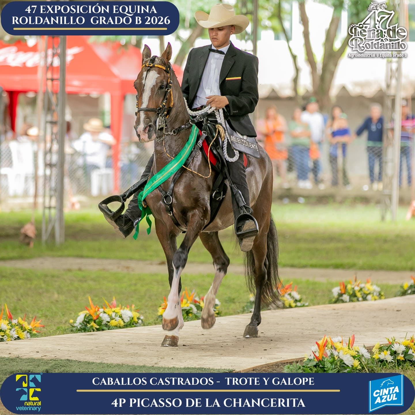 Foto de Picasso de la Chancerita, Castrado, Criollo Colombiano, Trote y Galope (P1)