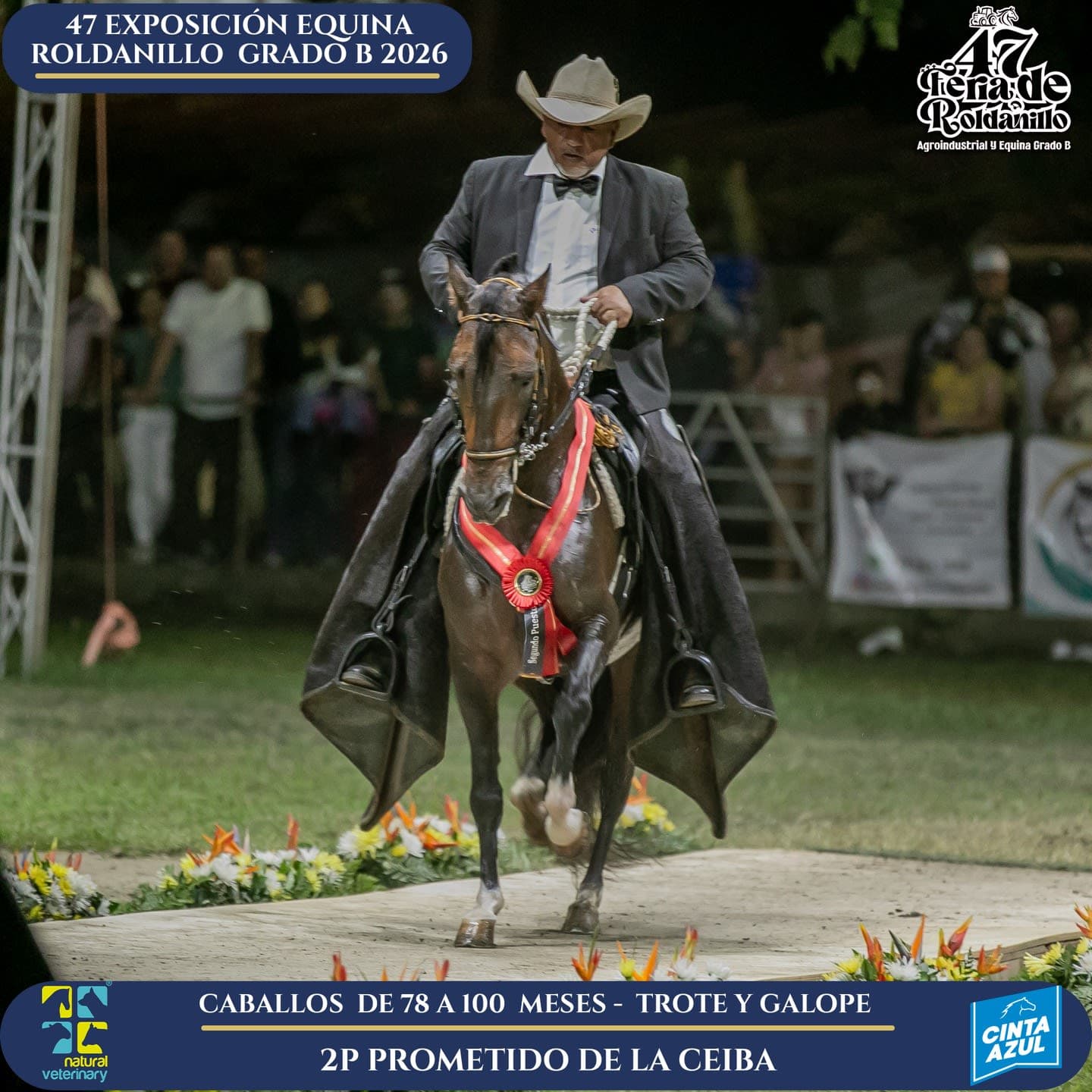 Foto de Prometido de la Ceiba, Semental, Criollo Colombiano, Trote y Galope (P1)