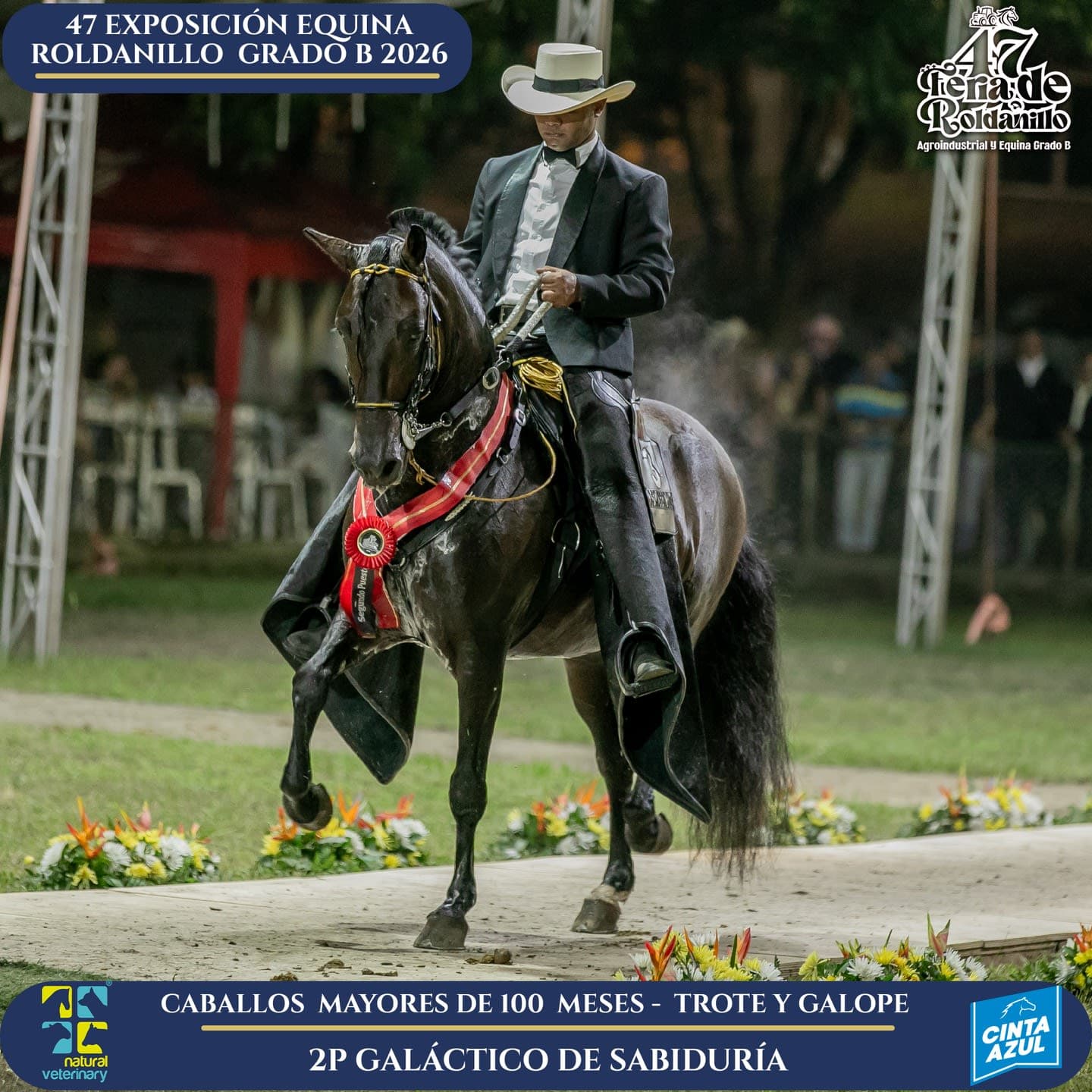 Foto de Galáctico de Sabiduría, Semental, Criollo Colombiano, Trote y Galope (P1)