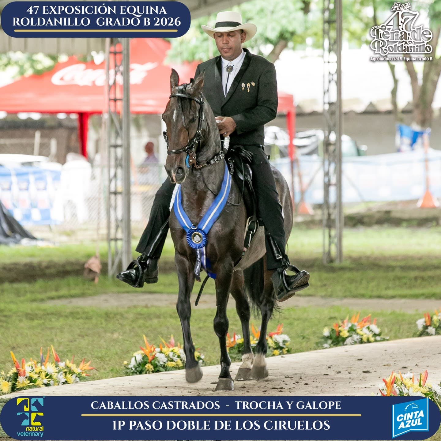 Foto de Paso Doble de los Ciruelos, Castrado, Criollo Colombiano, Trocha y Galope (P2)