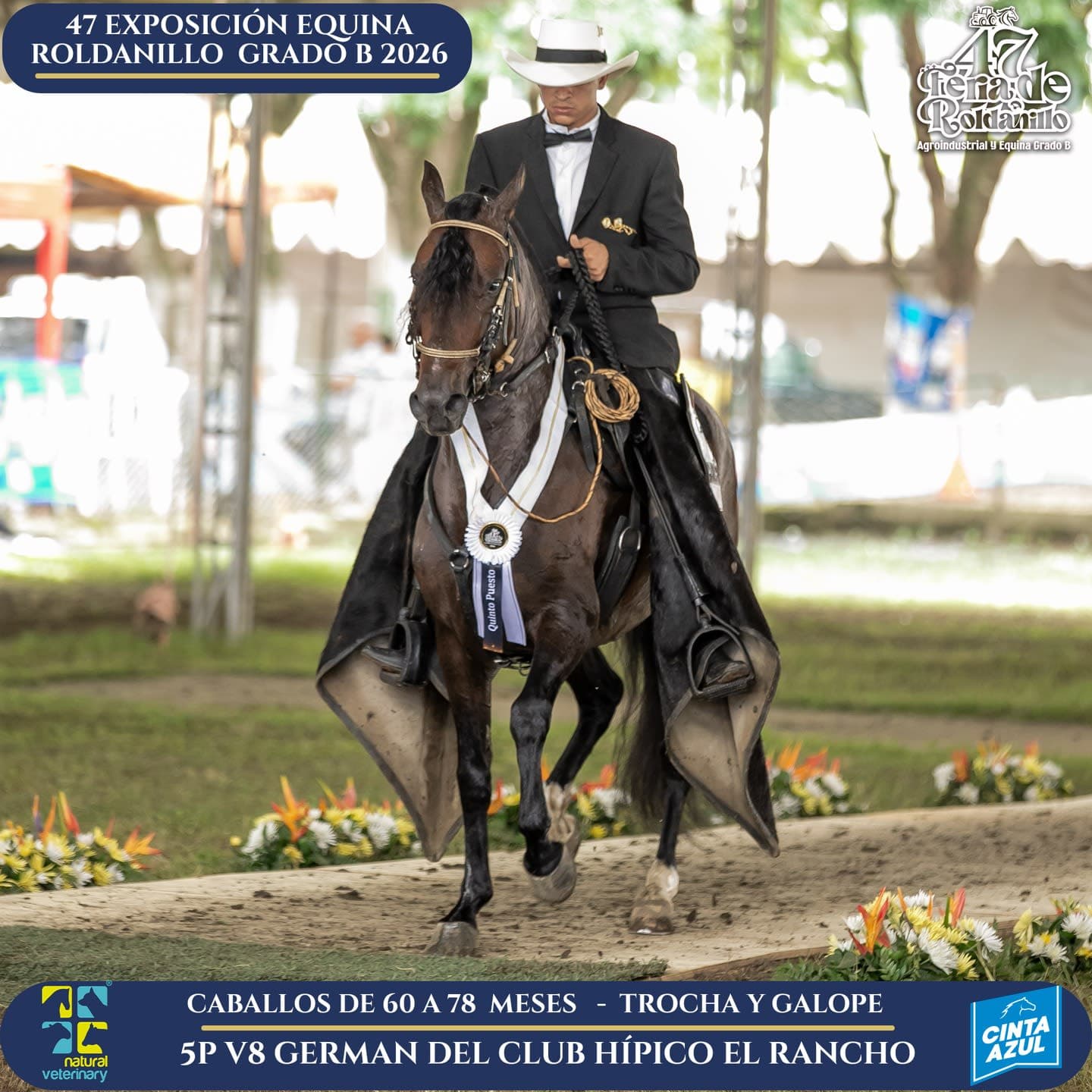 Foto de V8 German del Club Hípico el Rancho, Semental, Criollo Colombiano, Trocha y Galope (P2)