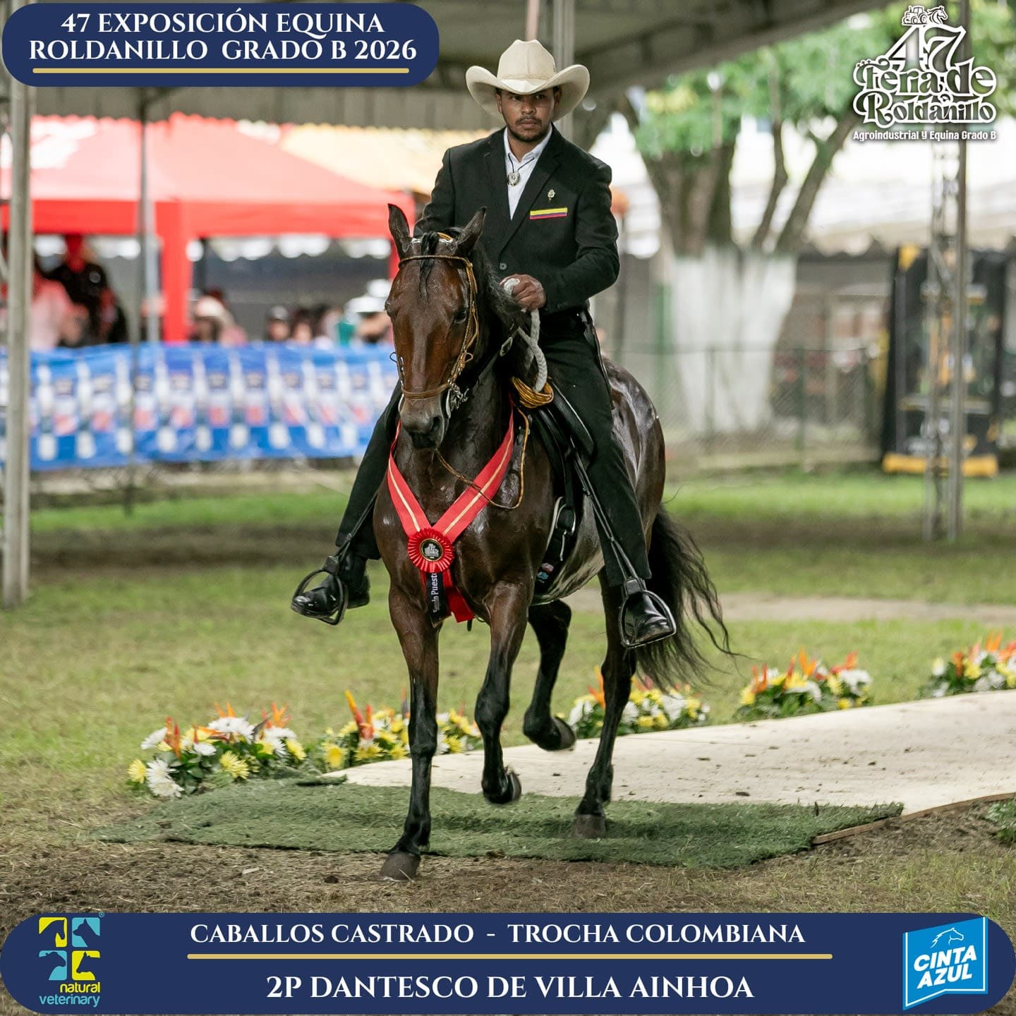 Foto de Dantesco de Villa Ainhoa, Castrado, Criollo Colombiano, Trocha Pura Colombiana (P3)