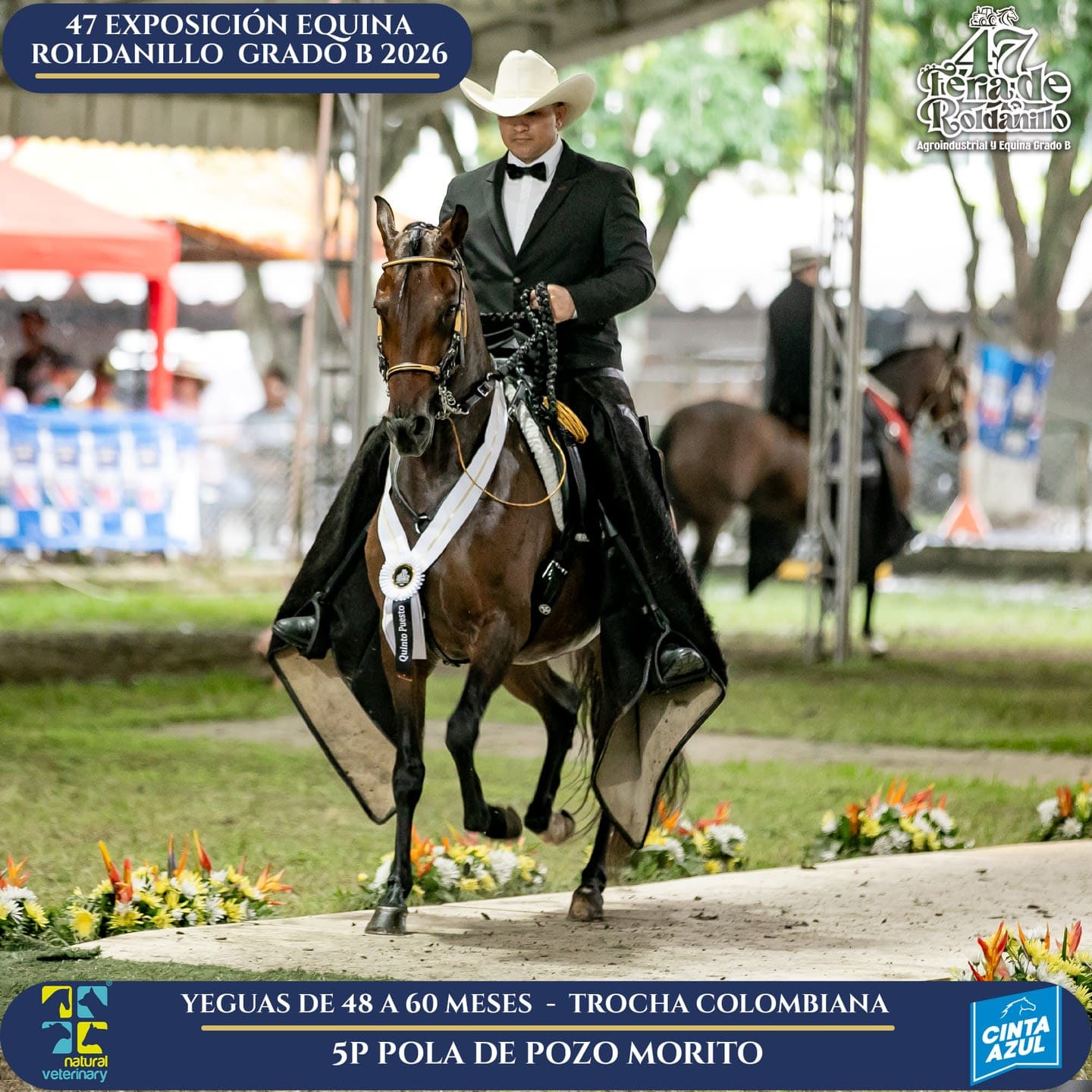 Foto de Pola de Pozo Morito, Yegua, Criollo Colombiano, Trocha Pura Colombiana (P3)