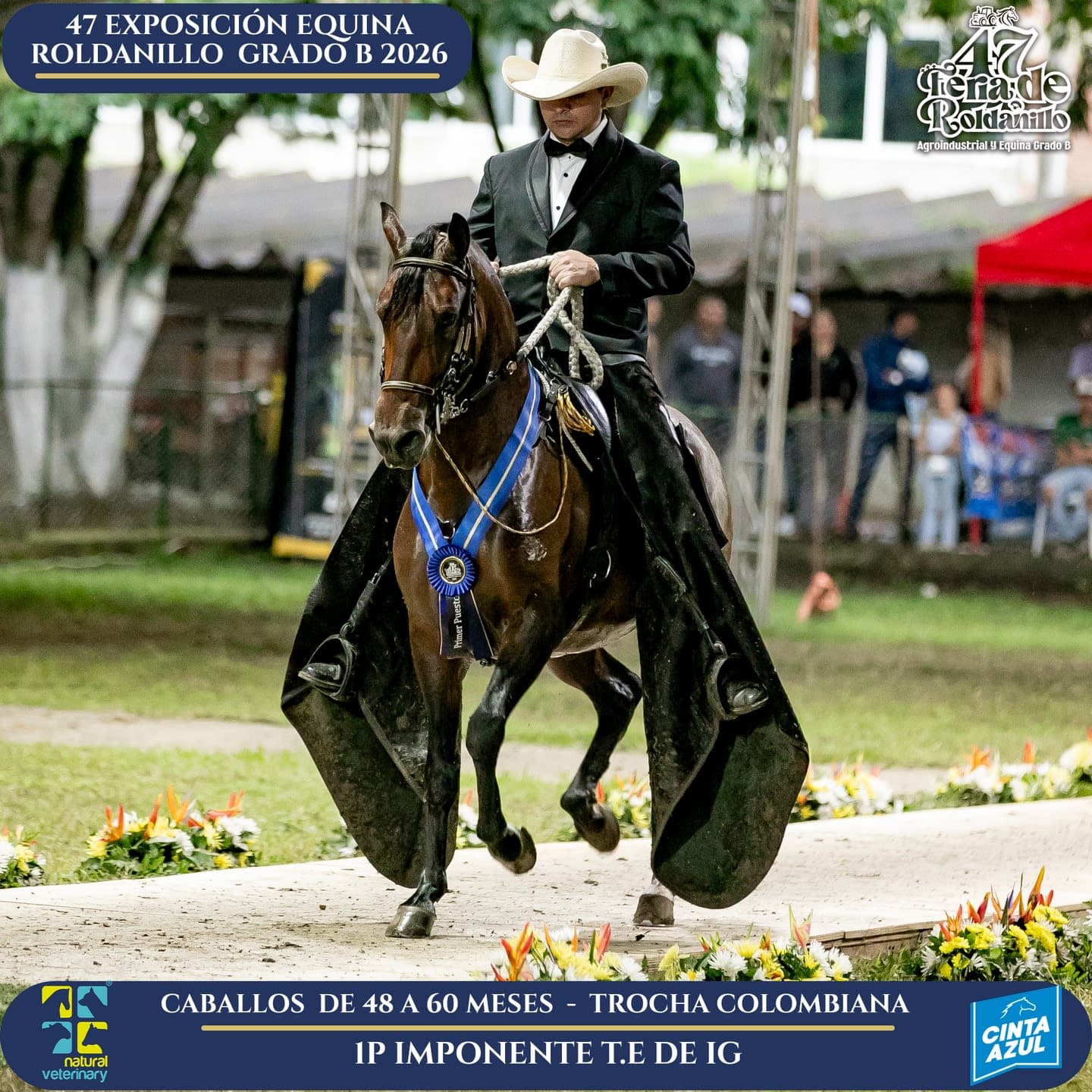Foto de Imponente de IG, Semental, Criollo Colombiano, Trocha Pura Colombiana (P3)