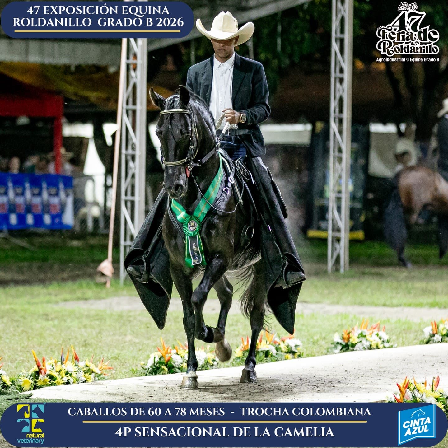 Foto de Sensacional de la Camelia, Semental, Criollo Colombiano, Trocha Pura Colombiana (P3)