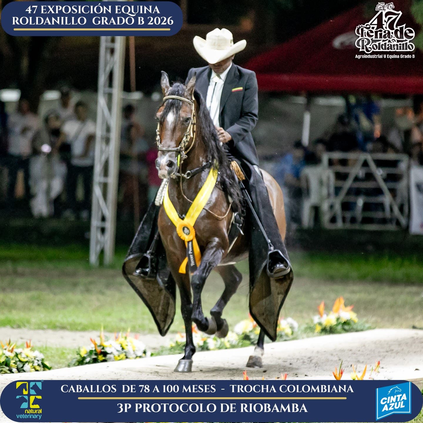 Foto de Protocolo de Riobamba, Semental, Criollo Colombiano, Trocha Pura Colombiana (P3)