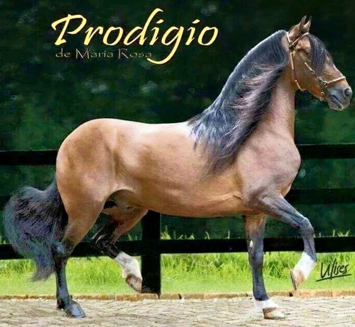 Foto de Prodigio de María Rosa (FC), Semental, Criollo Colombiano, Trocha Pura Colombiana (P3)