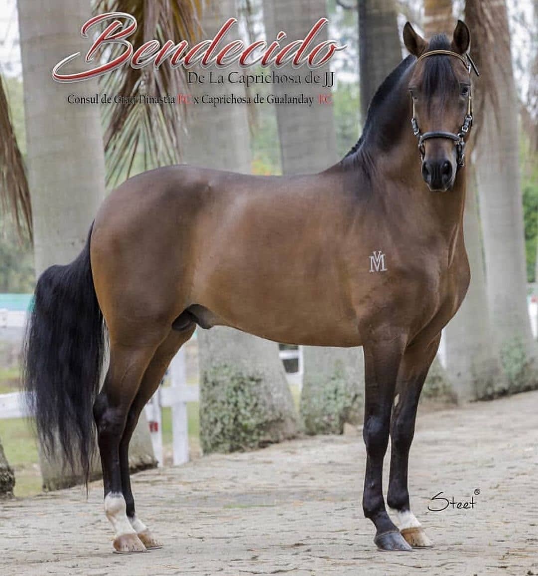 Foto de Bendecido de La Caprichosa de JJ, Semental, Criollo Colombiano, Trote y Galope (P1)