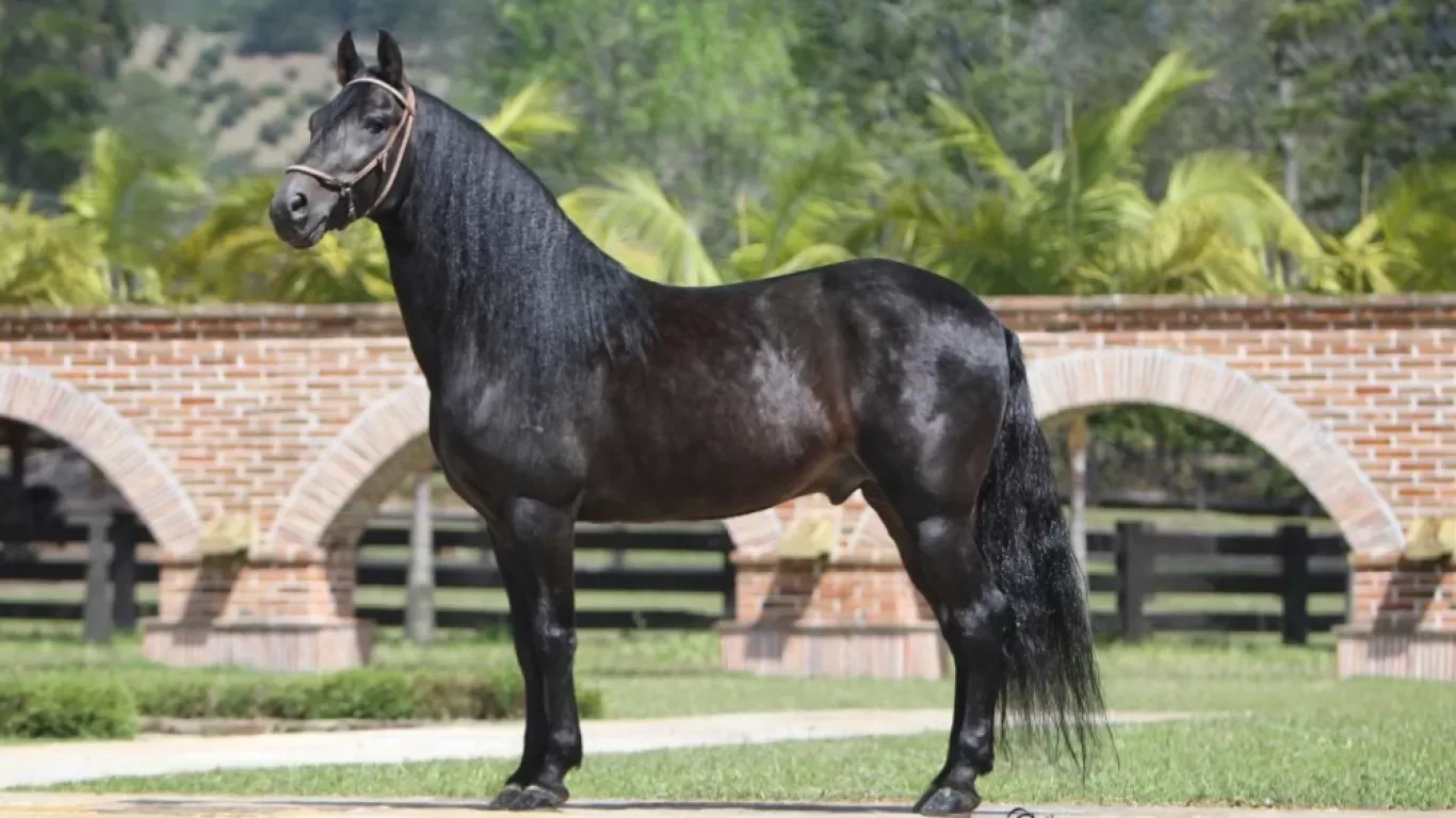 Foto de Dulce Sueño de Lusitania (FC), Semental, Criollo Colombiano, Paso Fino Colombiano (P4)