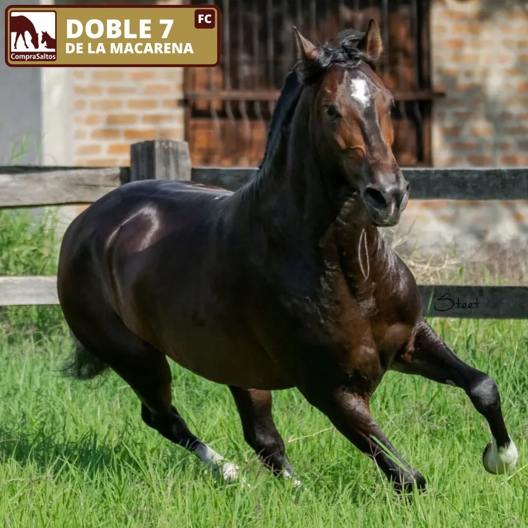 Foto de Doble 7 de La Macarena (FC), Semental, Criollo Colombiano, Trocha y Galope (P2)