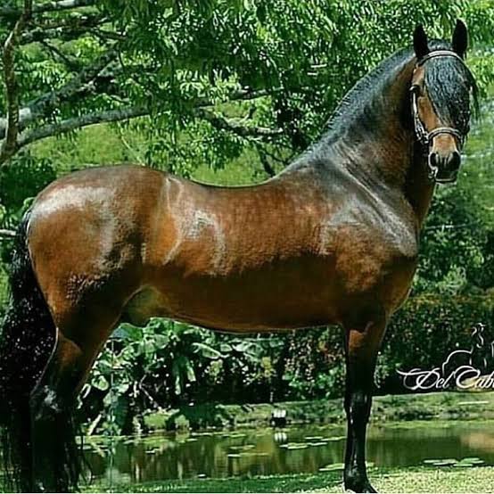 Foto de Tentador del Gran Chaparral, Semental, Criollo Colombiano, Trote y Galope (P1)
