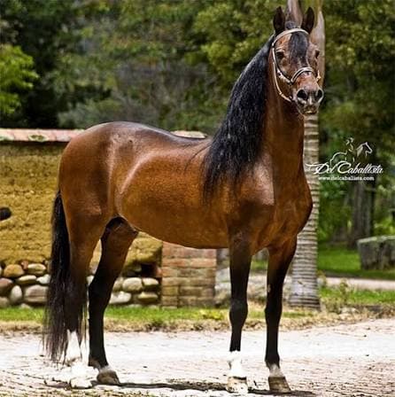 Foto de Consul de Gran Dinastia (FC), Semental, Criollo Colombiano, Trocha Pura Colombiana (P3)