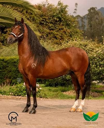 Foto de Rey de Reyes de La Gloria, Semental, Criollo Colombiano, Trocha Pura Colombiana (P3)