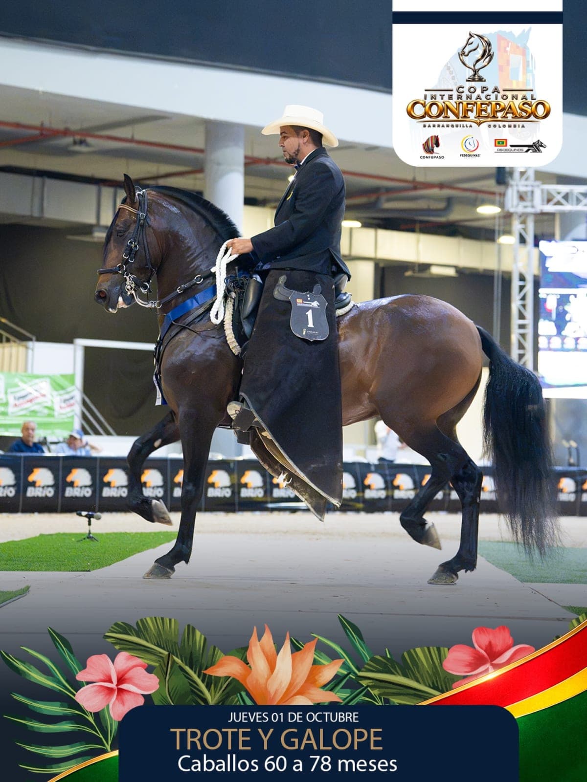Foto de Valentino del Central, Semental, Criollo Colombiano, Trote y Galope (P1)