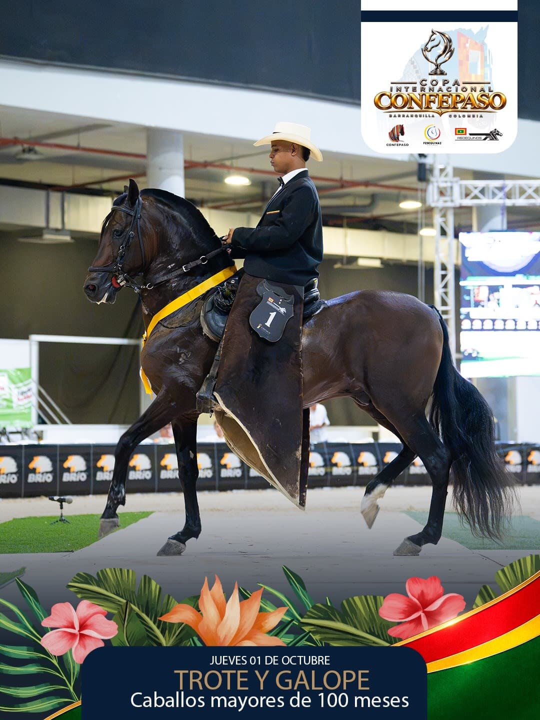 Foto de Pico & Espuela del Diluvio, Semental, Criollo Colombiano, Trote y Galope (P1)