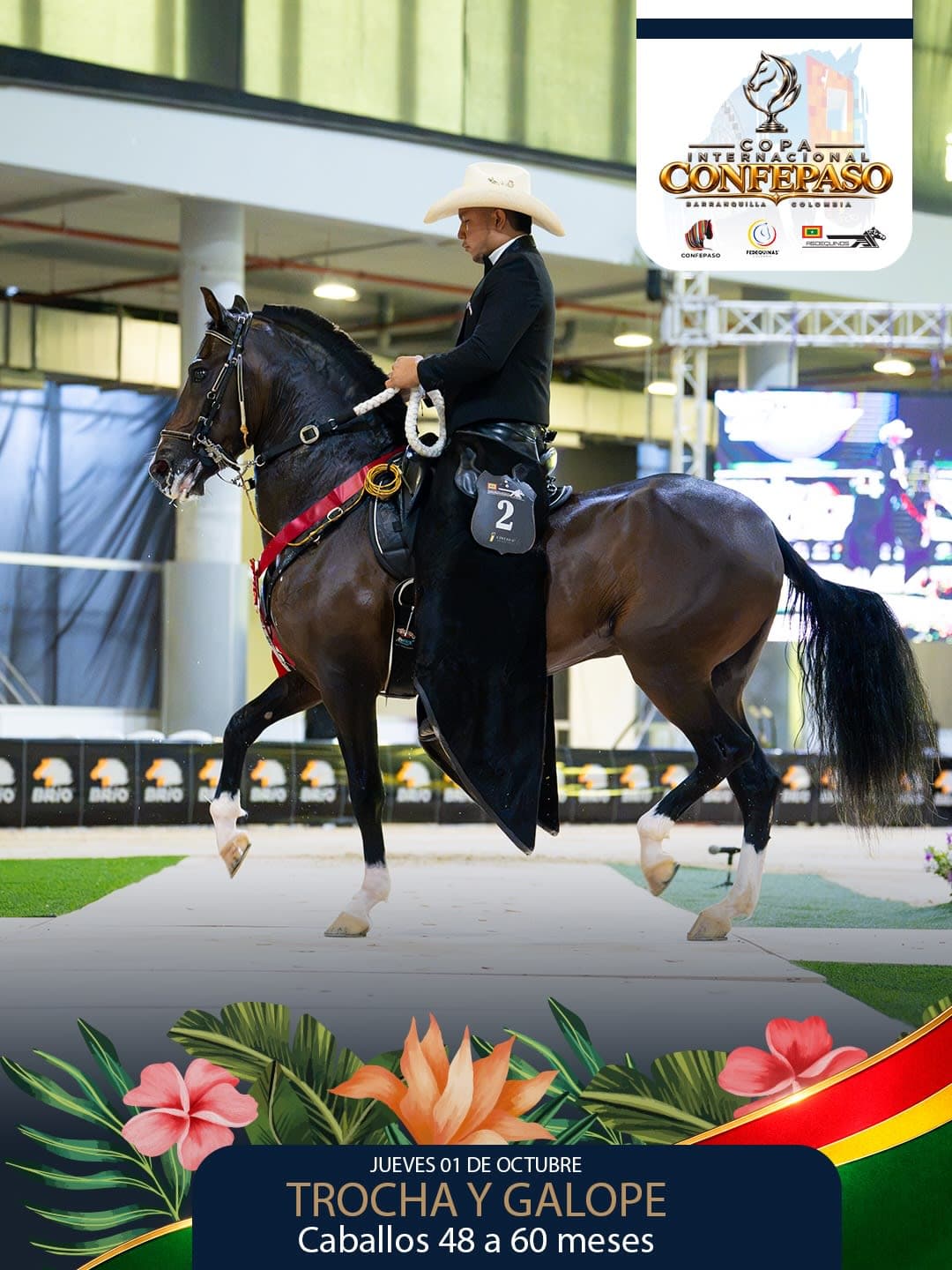 Foto de Socio de los Ángeles, Semental, Criollo Colombiano, Trocha y Galope (P2)