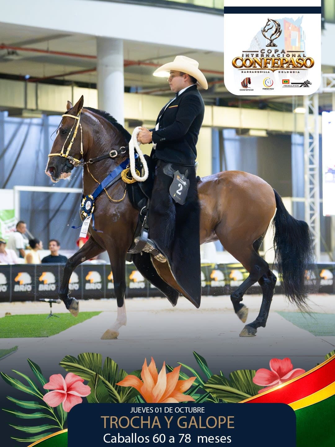 Foto de Talento del Cacagual, Semental, Criollo Colombiano, Trocha y Galope (P2)