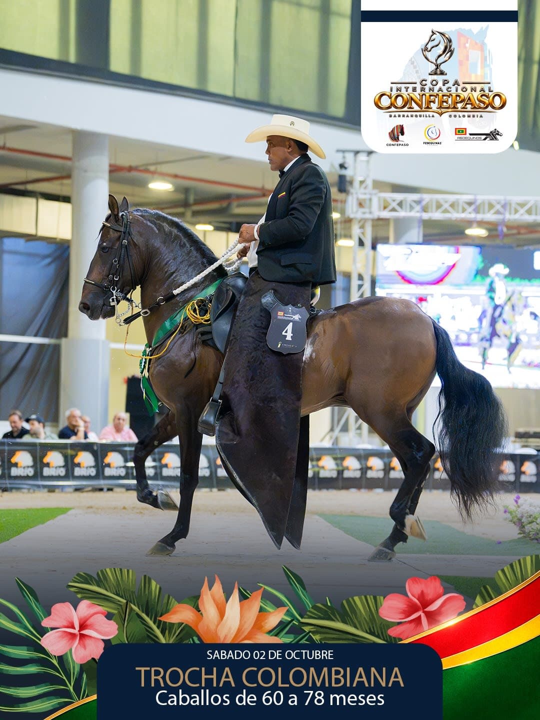 Foto de Contundente de Grano de Oro, Semental, Criollo Colombiano, Trocha Pura Colombiana (P3)