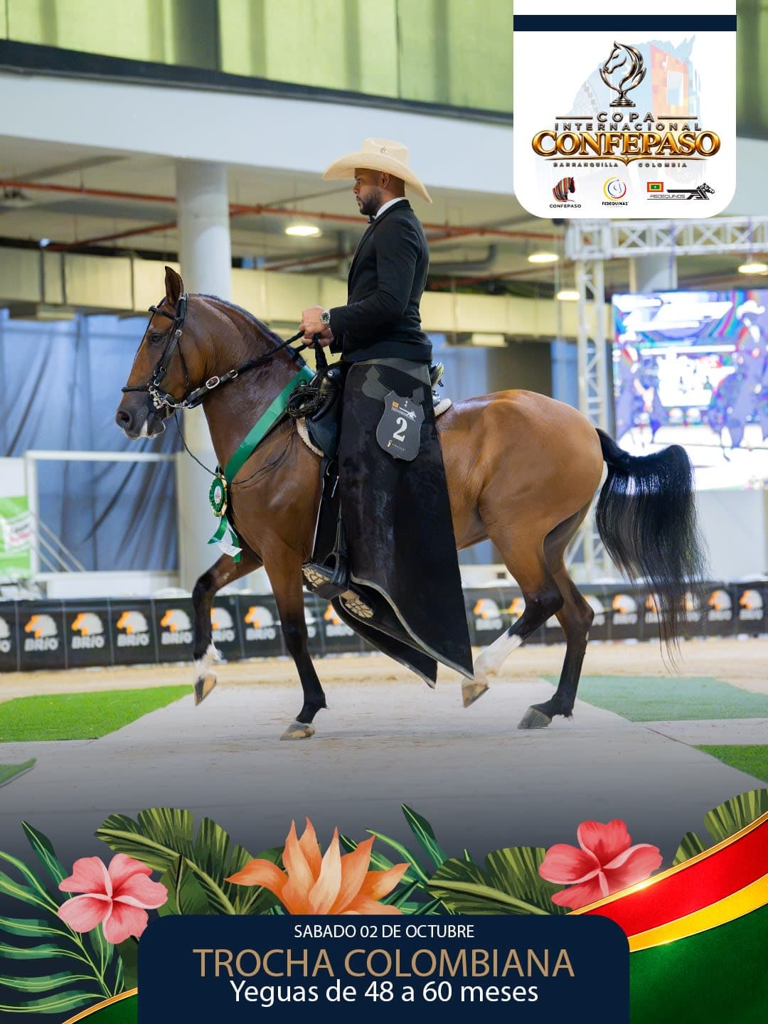 Foto de Georgina de Rancho JD, Yegua, Criollo Colombiano, Trocha Pura Colombiana (P3)