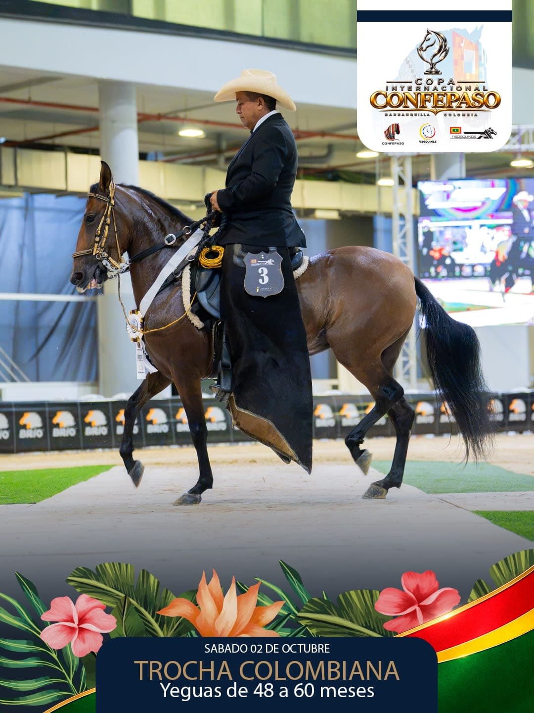 Foto de Sevillana de Chicamocha, Yegua, Criollo Colombiano, Trocha Pura Colombiana (P3)