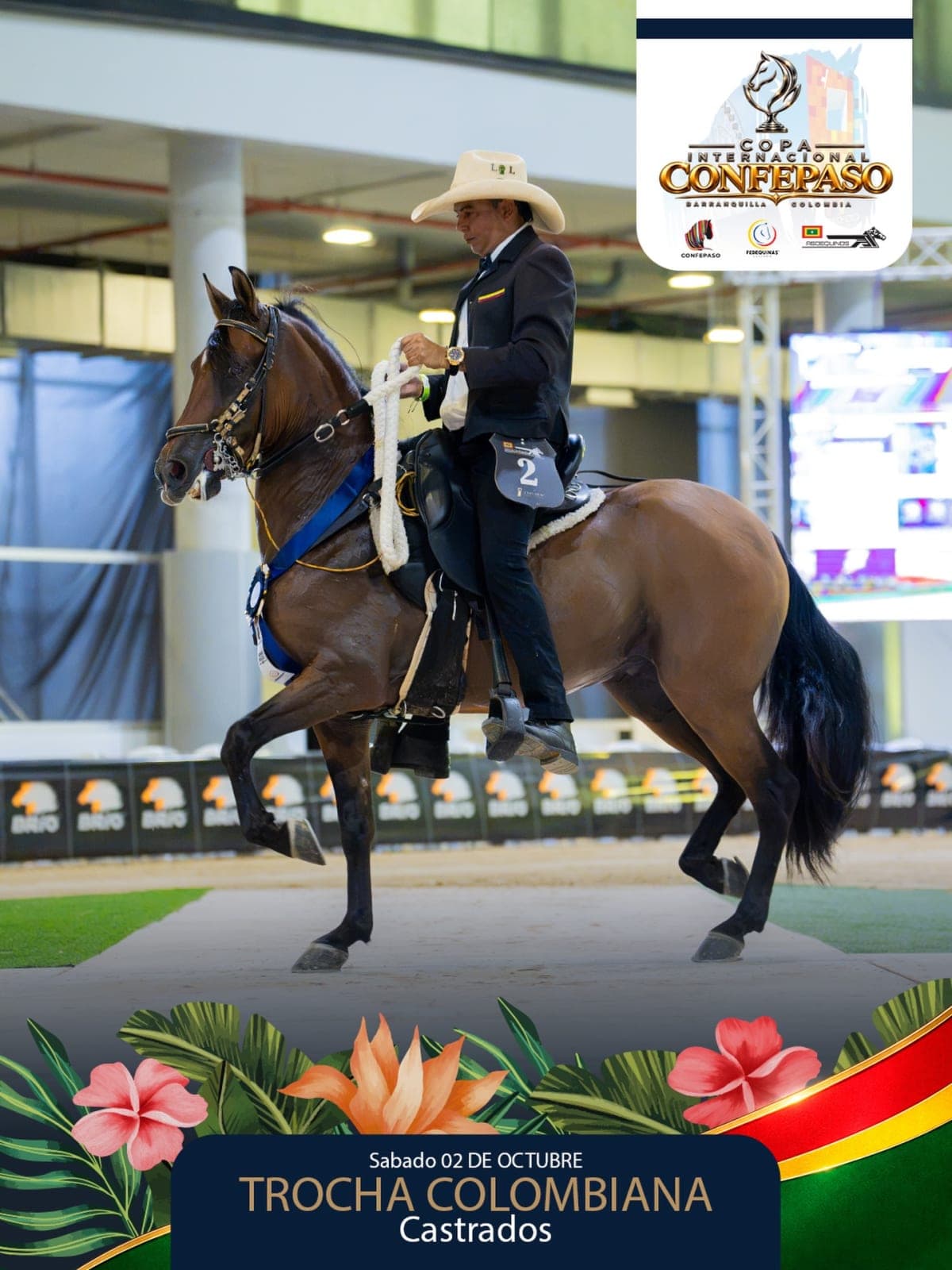 Foto de Glorioso de San José, Castrado, Criollo Colombiano, Trocha Pura Colombiana (P3)