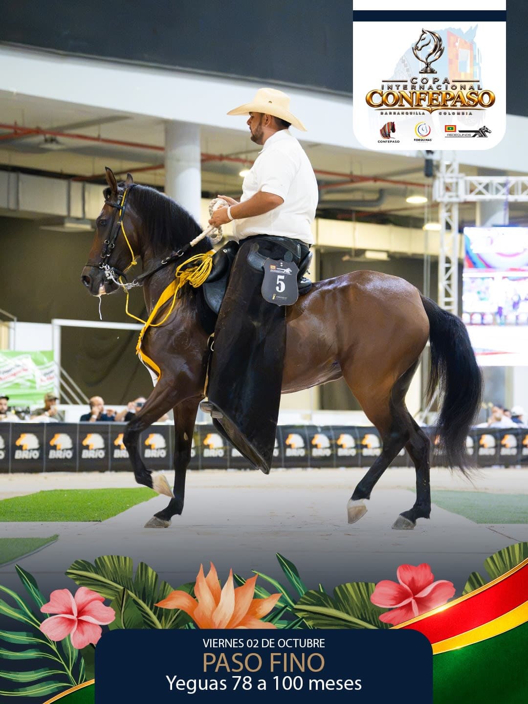 Foto de Dulce Fantasia de 3R, Yegua, Criollo Colombiano, Paso Fino Colombiano (P4)