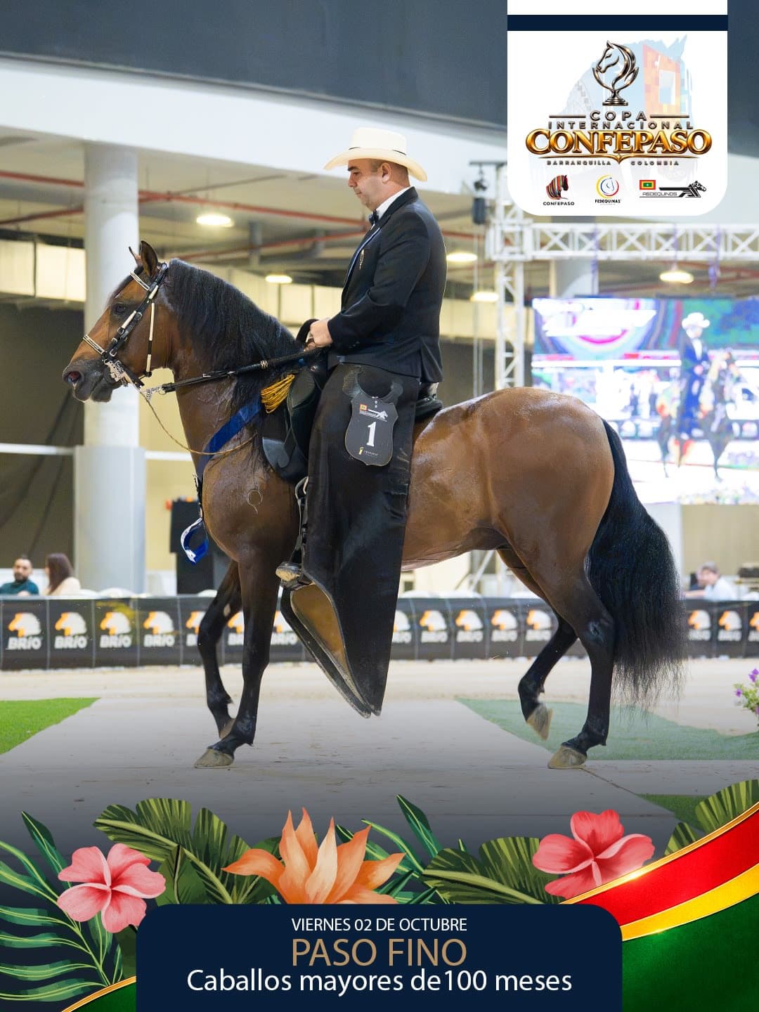 Foto de Titolivo de la Ilusión, Semental, Criollo Colombiano, Paso Fino Colombiano (P4)