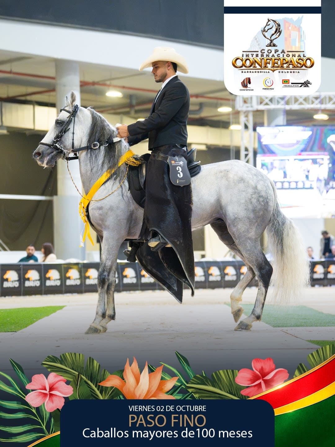 Foto de Romance de la Ilusión, Semental, Criollo Colombiano, Paso Fino Colombiano (P4)