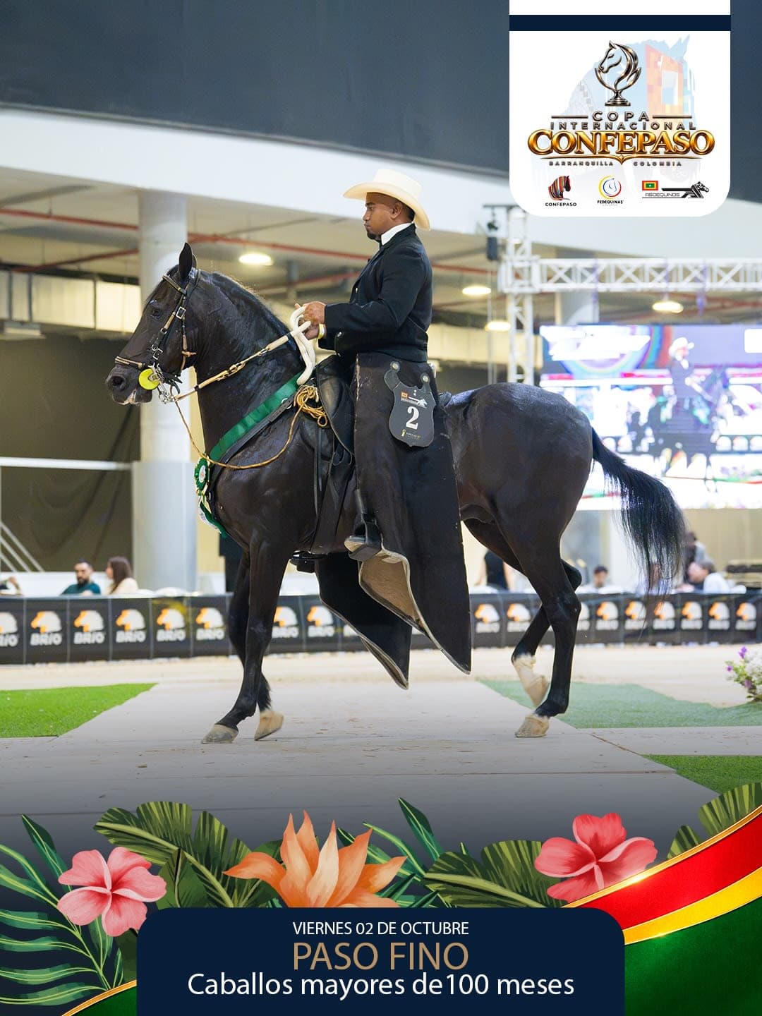 Foto de Barba Blanca de Santa Catalina, Semental, Criollo Colombiano, Paso Fino Colombiano (P4)