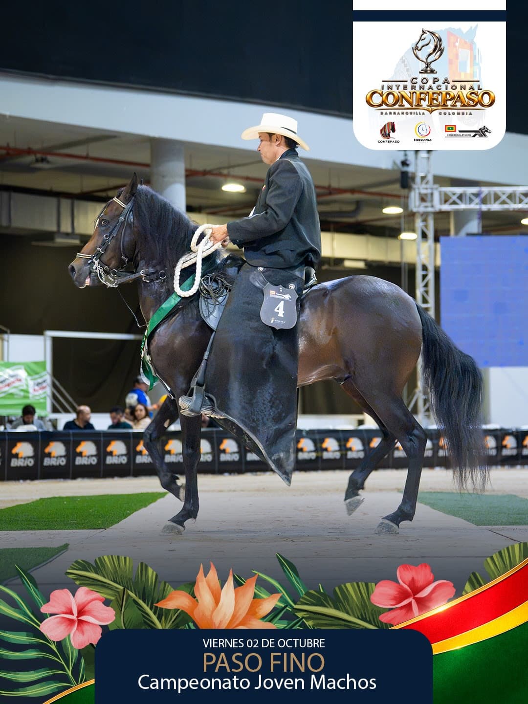 Foto de Barba Negra de un Mundo Lindo, Semental, Criollo Colombiano, Paso Fino Colombiano (P4)